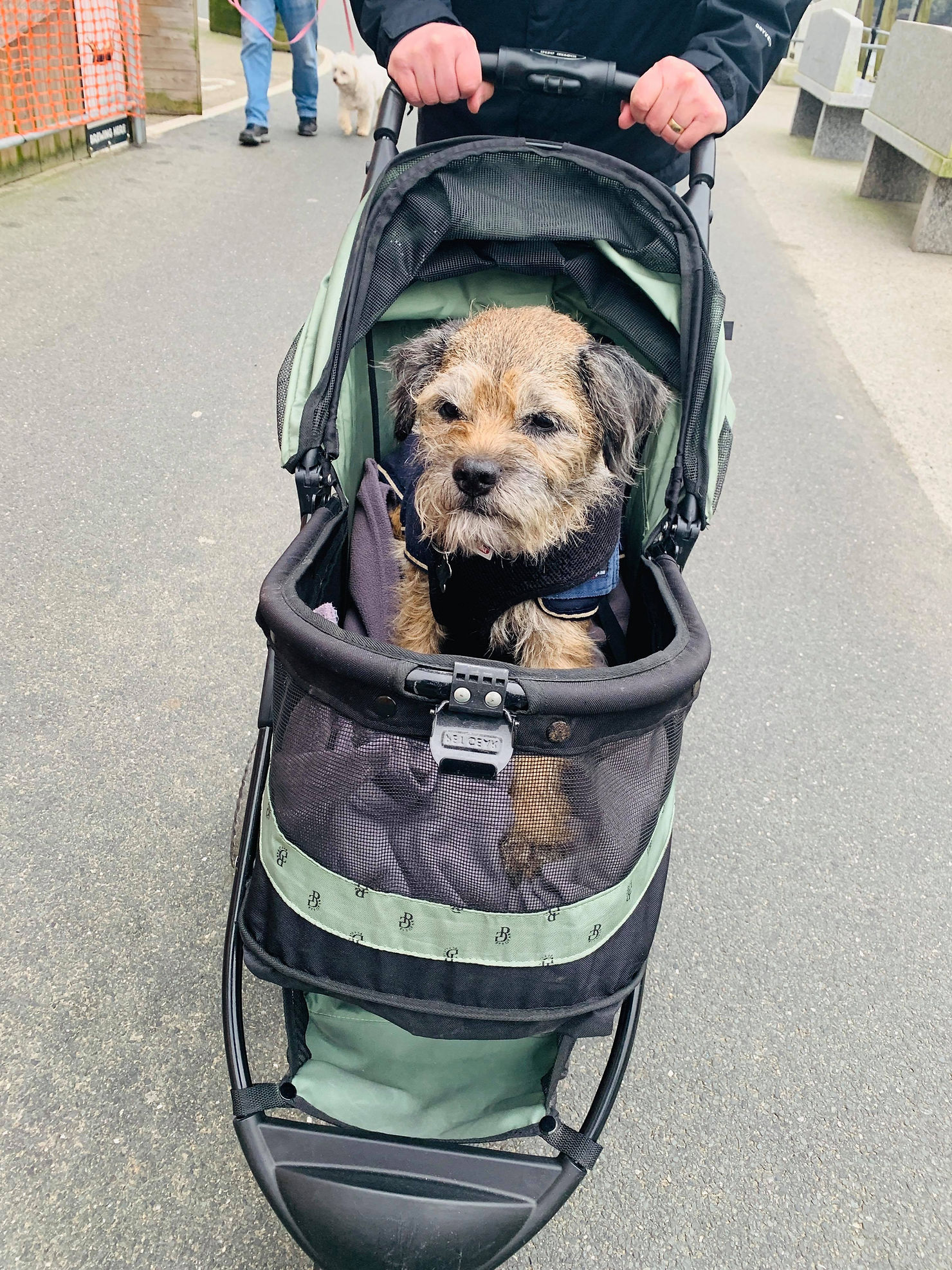 Barney to border terrier sat in his dog buggy, being pushed