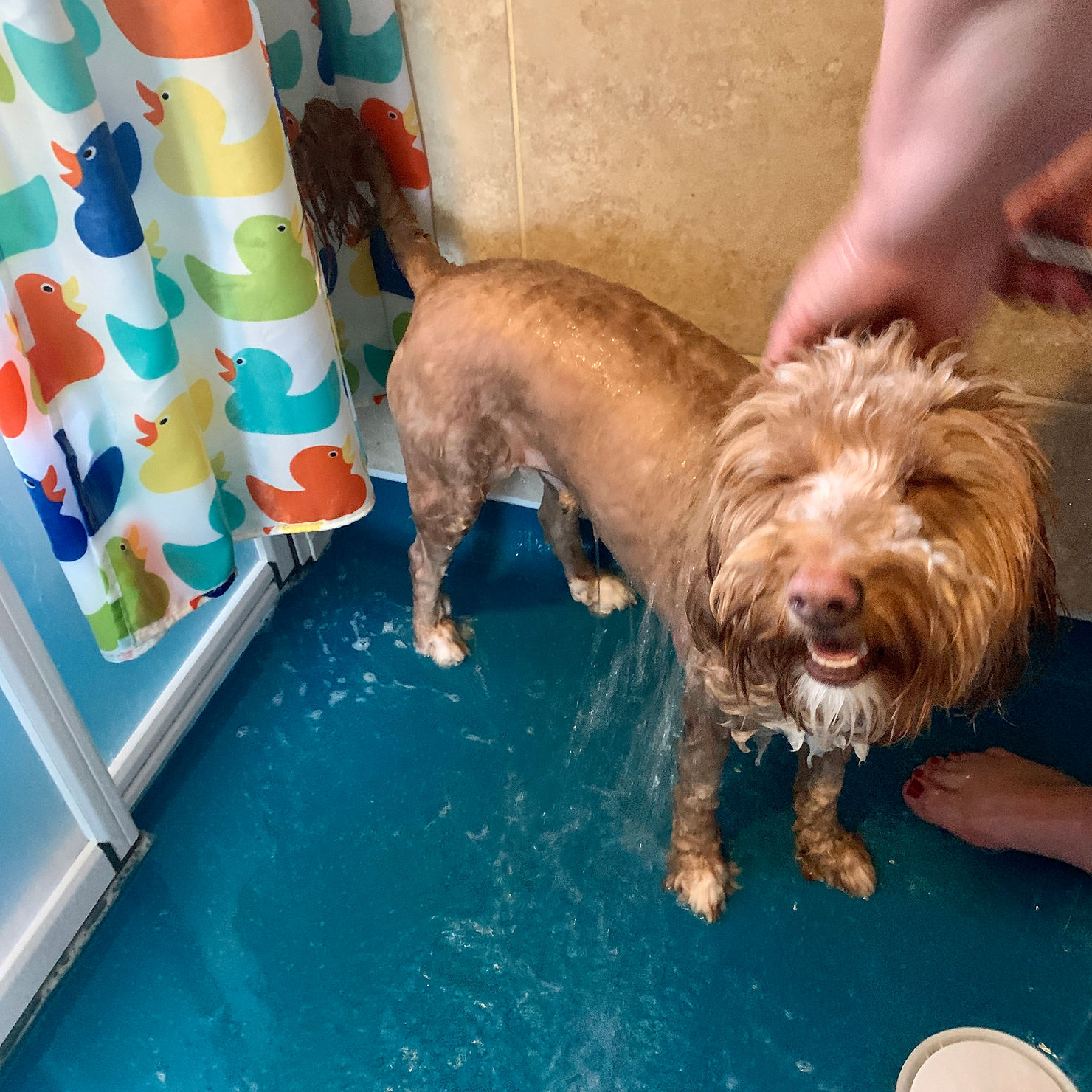 The Isolation Diaries (week 7 & 8)