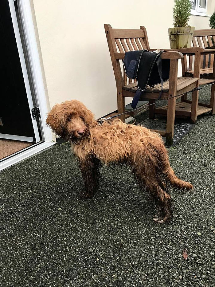 Ralph the cockapoo covered in mud