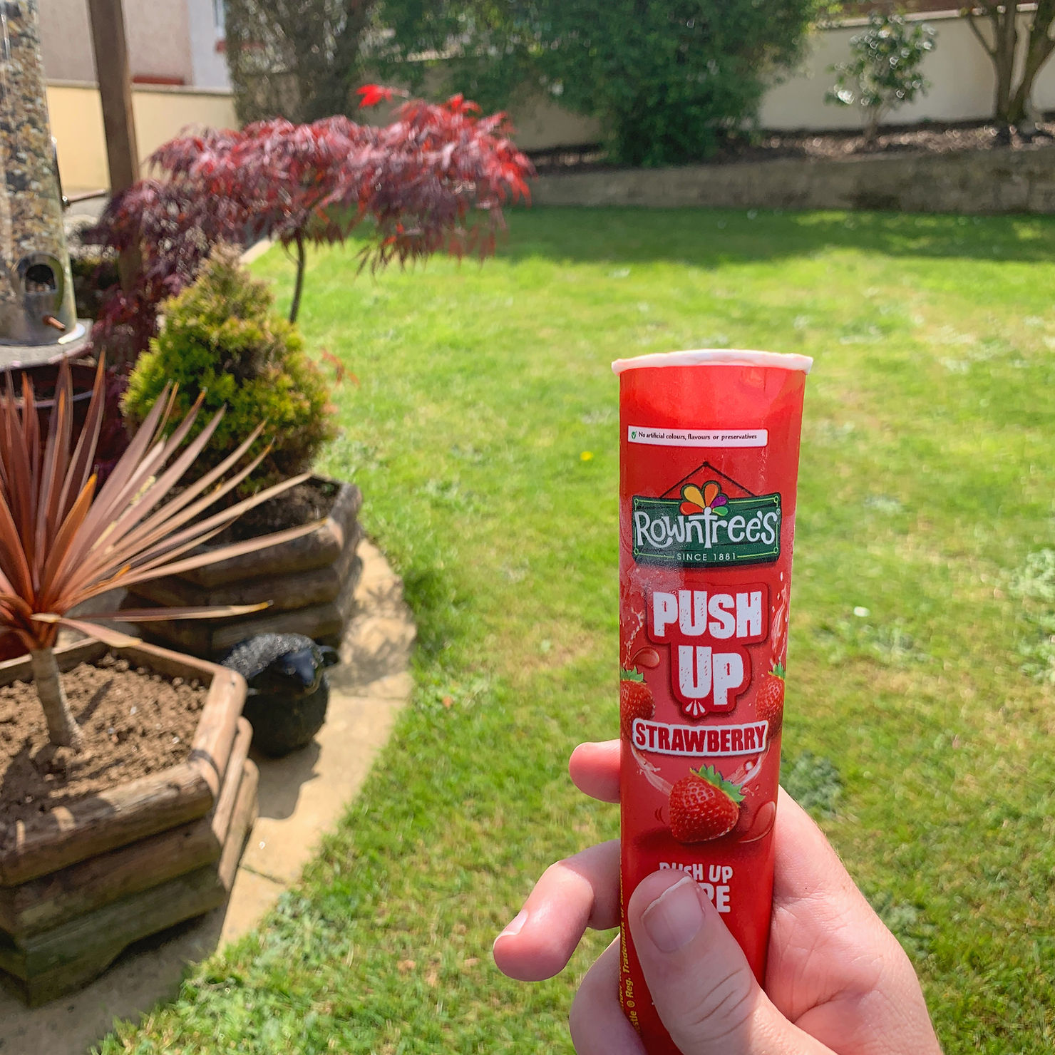 Ross's wrist holding a strawberry Rowntrees ice lolly, with green garden in the background