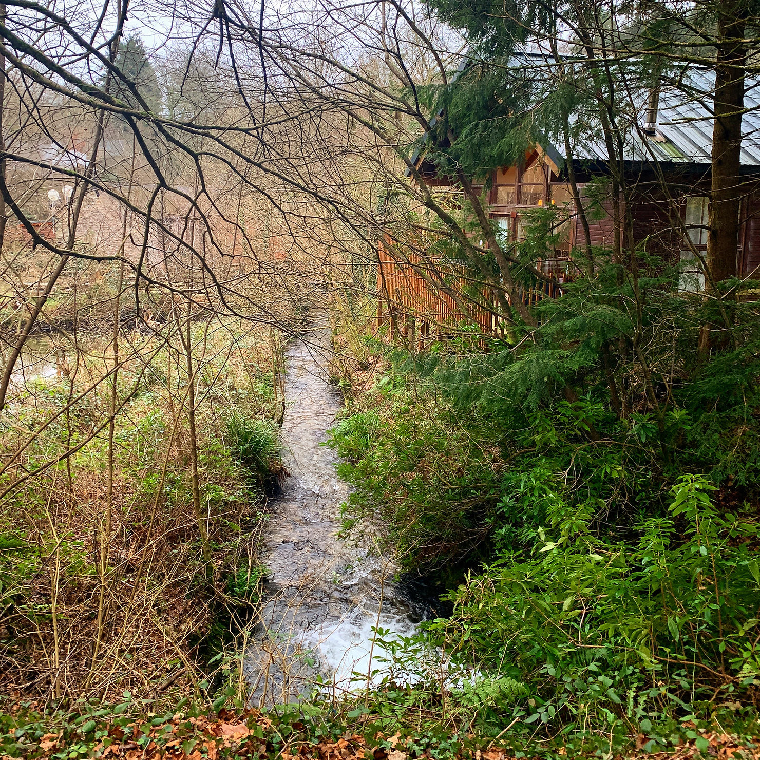 Small lake overcrowded with green forest, beside our cabin